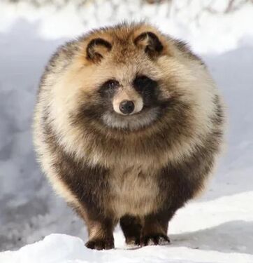 A wild Amongus Orb.