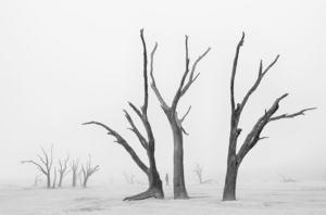 Empty landscape with a few dead trees and a figure in the distance.