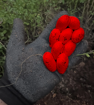 Gloved hand holding a bundle of nine bright red oblong objects.