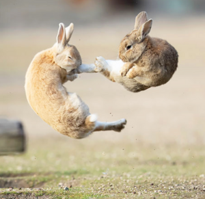 An image of one rabbit kicking another rabbit.